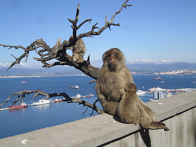 Gibraltar, monos, Mar Mediterráneo