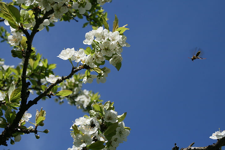 spring pollinators, bees, white, blossom, blue, sky, pollination