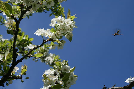 pavasarį apdulkintojų, bitės, balta, žiedų, mėlyna, dangus, apdulkinimas