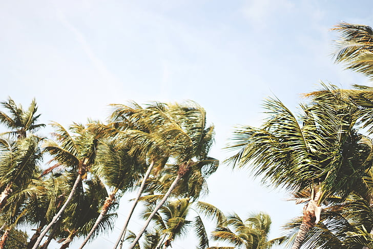 kokoso palmių, nedideliu kampu nuotrauka, palmės, dangus, vasaros, medžiai, vėjuota