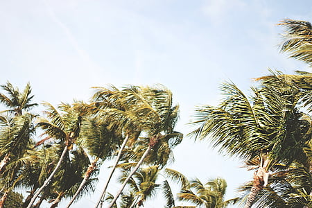 kokosriekstu koki, platleņķa nošāva, palmas, debesis, vasaras, koki, vējains