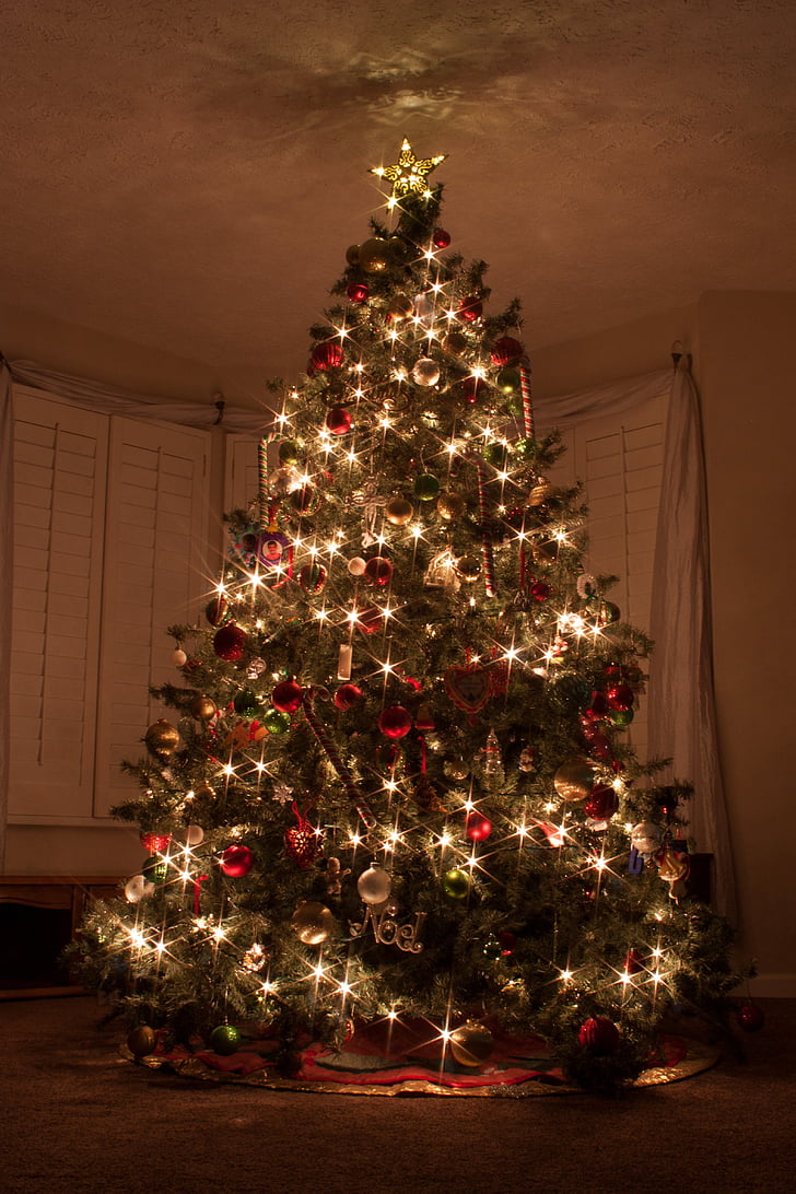 pohon Natal, lampu Natal, bintang, Evergreen, Starburst, merah hijau, musiman