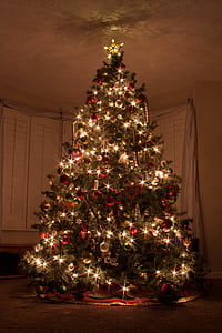 christmas tree, christmas lights, star, evergreen, starburst, red green, seasonal