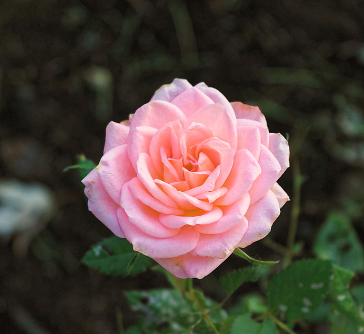 Роза, розовый, цветок, Лепесток, романтический, завод, лист