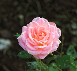 rose, pink, flower, petal, romantic, plant, leaf