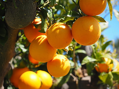 oranges, fruits, orange tree, citrus fruits, tree, leaves, aesthetic