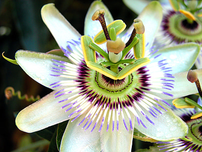 passion, flower, passion flower, exotic, summer, plant, bloom