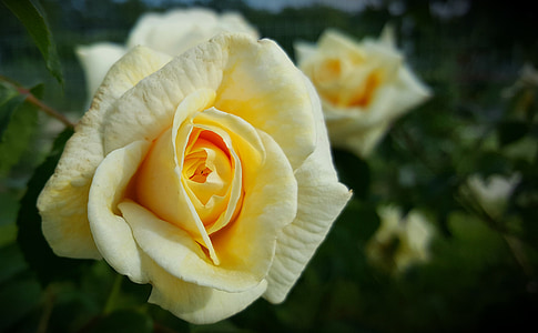flower, plant, rose, brian, yellow roses, bloom, nature