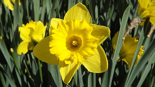 Flora, tanaman, bunga, Narcissus, alam, musim semi, closeup