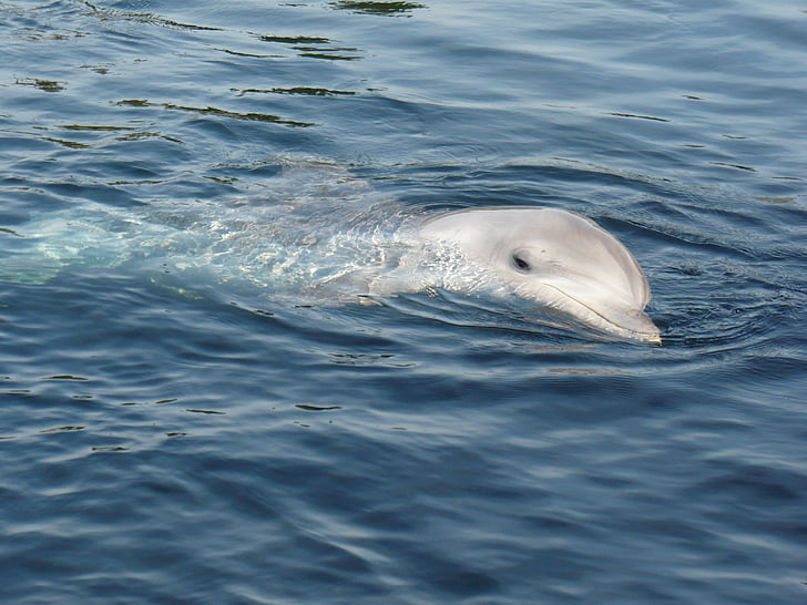 dolphin, water, dolphinarium, one animal, animal, aquatic mammal, animal wildlife