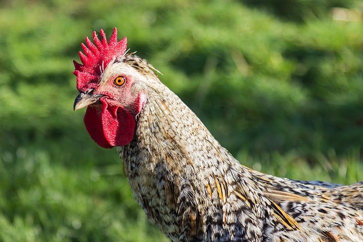 hahn, chicken, breed chicken, bird, agriculture, bill, poultry
