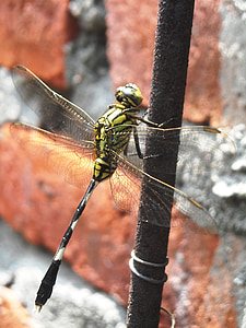 Dragonfly, groen, zwart, draad, muur
