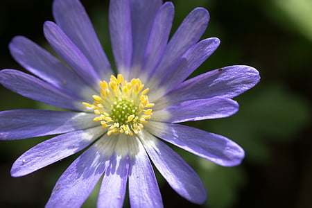 flor, floración, flor, polen, polen de abeja, púrpura