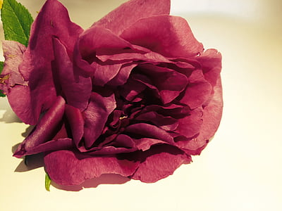 flor, Rosa, planta, flor rosa, planta de jardí, plantes ornamentals, vermell