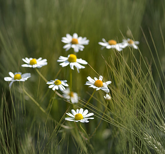 chamomile, herbs, tee, field flower, arable, cure, nature