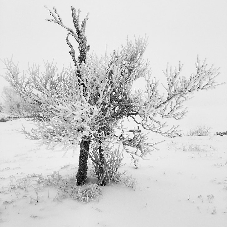 winter, snow, tree, nature