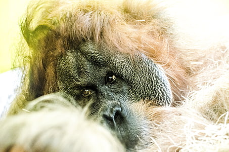 Orang utan, pērtiķis, savvaļā, zīdītāju, Sumatra, džungļi, Ape