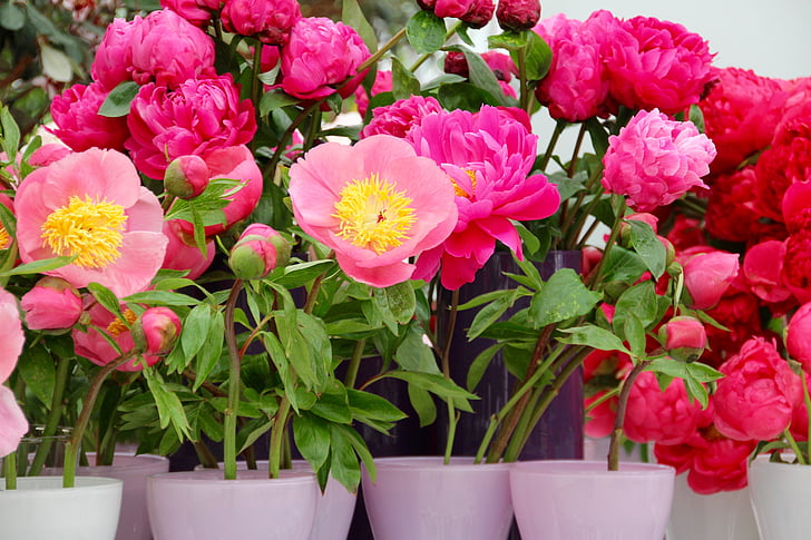 Paeonia, potonika, cvet, cvet, roza, Binkošti rosengewächs, grm potonika
