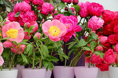 Paeonia, peonía, flor, floración, rosa, rosengewächs Pentecostés, peonía arbustiva