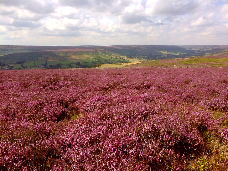heather, farndale, yorkshire, moorland, fields, field of flowers, panorama