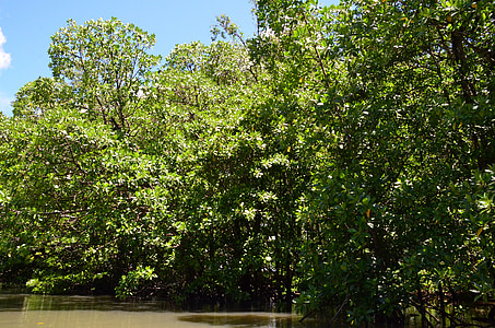 Palawan, vann, elven, mangrove jungelen, landskapet, natur, naturlig