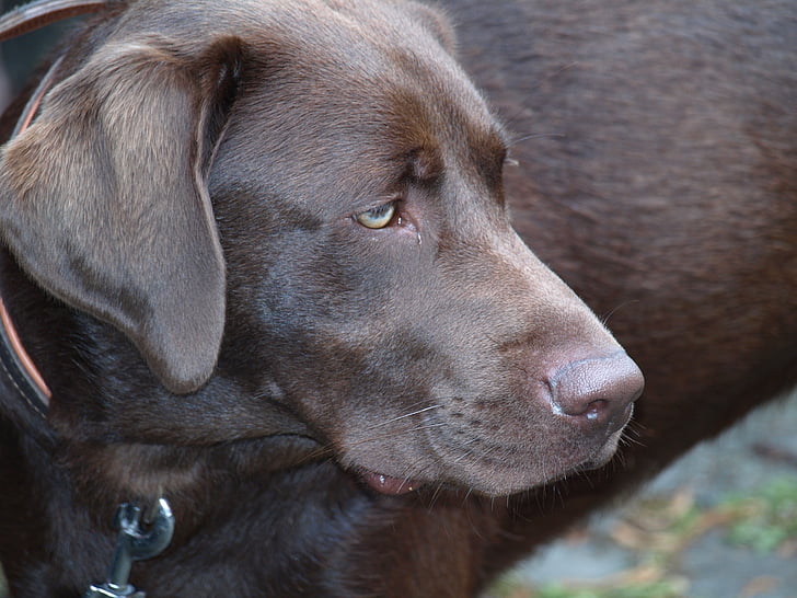 Labrador, kutya, PET, sötét barna, fej, pofa