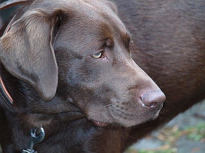 Labrador, pes, domácí zvíře, tmavě hnědá, hlava, čenich