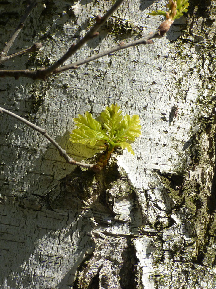 Birch, musim semi, cabang
