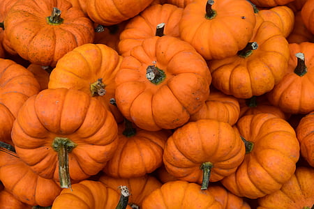 tikvica, jesen, jesen, narančasta, sezonski, žetva, povrća