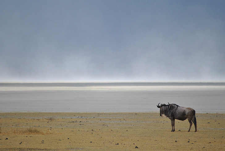 Gnou, GNU, animal sauvage, Parc national, l’Afrique, Ngorongoro, Tanzanie