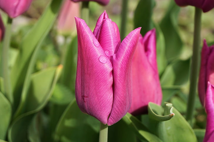 Tulipani, fiore, Blossom, Bloom, primavera, natura, colorato