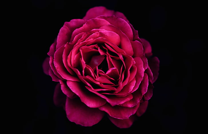 beautiful, black background, bloom, blooming, blossom, bright, color