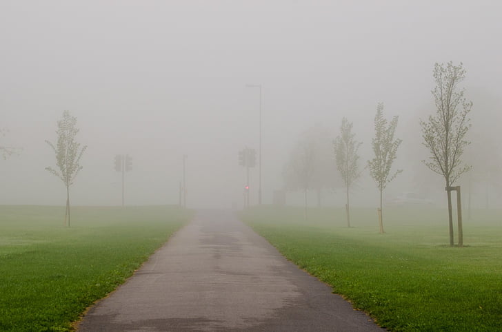 ομίχλη, Πάρκο, καιρικές συνθήκες, φύση, εποχές, το φθινόπωρο, δέντρο