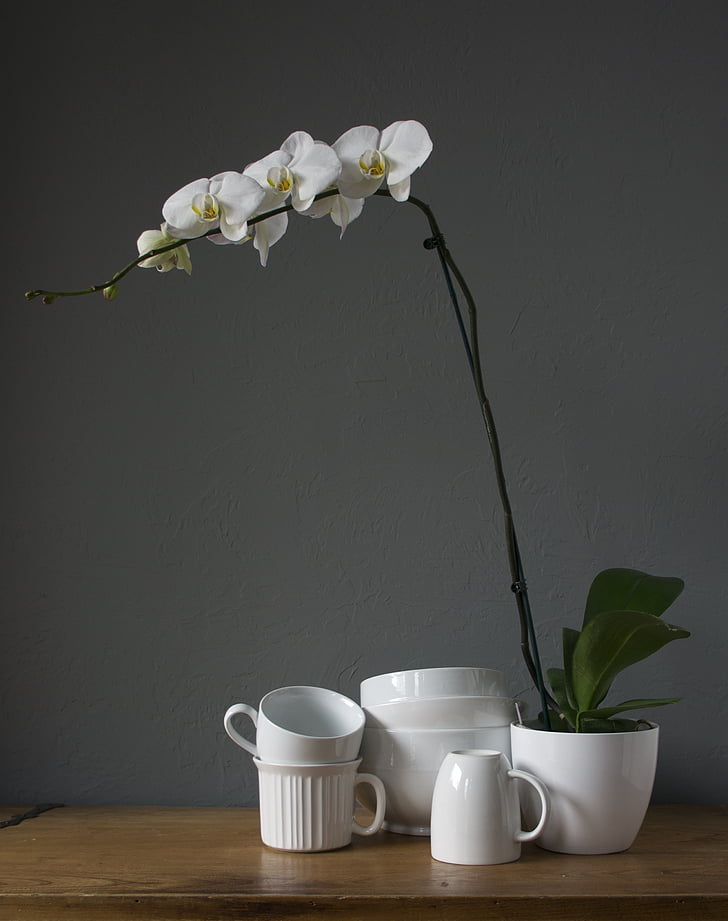 orchidėjos, puodeliai, balta, puodelis, gėlė