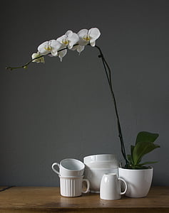 orchideje, poháry, bílá, pohár, květ