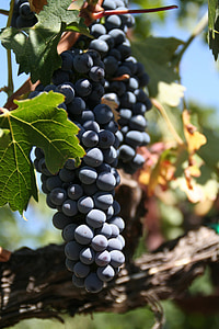 Nogatavojies vīnogu ķekars, vīnogulāju, saulains, atstāj, vīna dārzu, vīnogulāju lapu, vīns