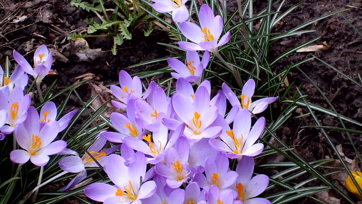 flores, púrpura, primavera, temporadas