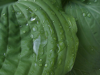 pianta, foglie, verde, goccia di pioggia, chiudere, goccia d'acqua, goccia a goccia