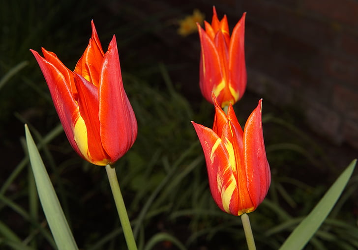 tulipán, liliom család, virágok, tavaszi, szirmok, piros, sárga