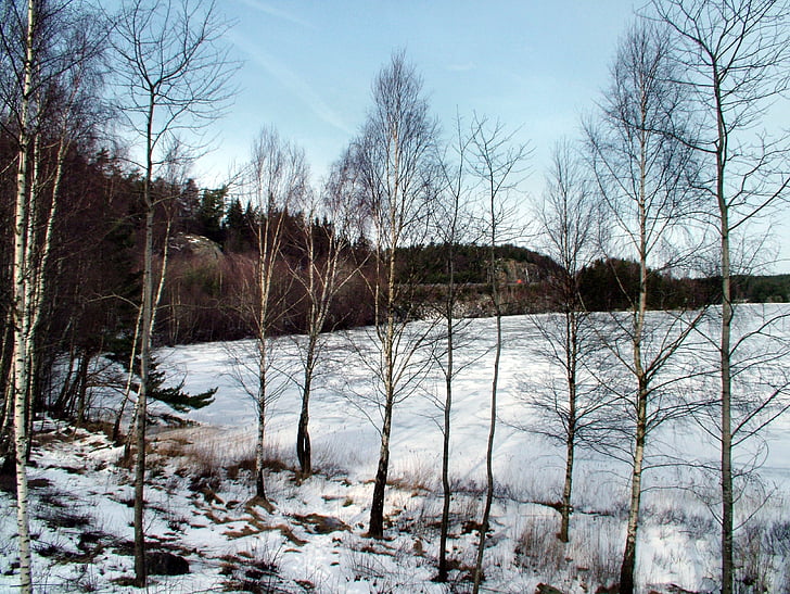 Швеция, Зима, пейзаж, снег, живописные, лед, шведский