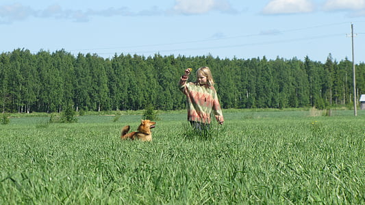 verano, hay, niña y perro, hombre, perro, cielo azul, Finlandés