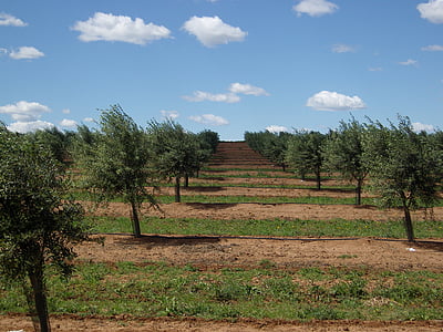 oliventrær, Portugal, Alentejo, olivenlund, oliventre
