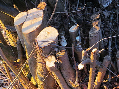 pařez, dřevo, protokol, strom, jako, uříznutý, pila