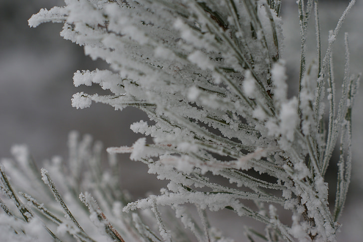 winter, snow, frost, tree, needles, sprig, the details of the