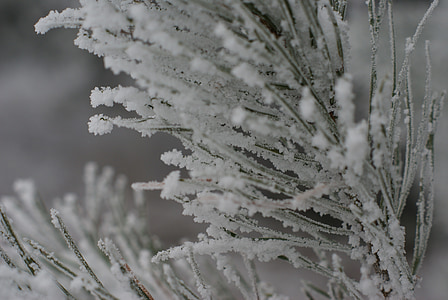 invierno, nieve, Frost, árbol, agujas, ramita, los detalles de la