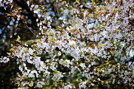 flor del cirerer, zoològic, flor, natura, arbre, primavera, branca