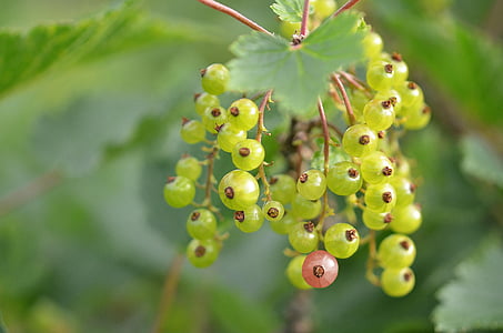 red currant, berries, immature, bush, ribes rubrum, garden currant, currant