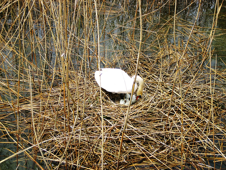 Swan, berkembang biak, Danau constance, alam, sarang