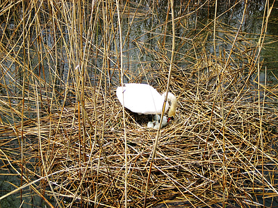 天鹅, 品种, 康斯坦茨湖, 自然, 鸟巢