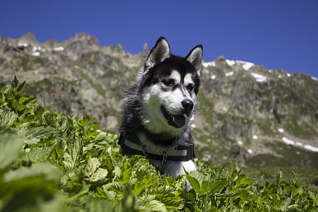 Husky, anjing, hewan peliharaan, anjing, anjing trah, Siberia, musim panas